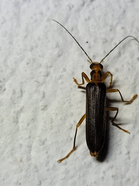 Nacerdes carniolica - karnóliai álcincér