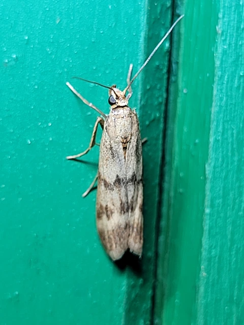 Homoeosoma sinuella - agyagsárga karcsúmoly