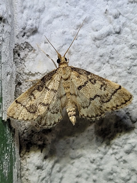 Metasia ophialis - kígyósávos tűzmoly