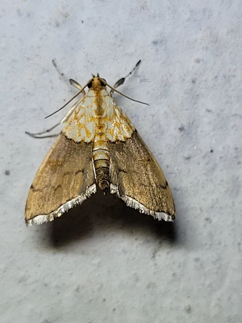 Agrotera nemoralis - ligeti tűzmoly