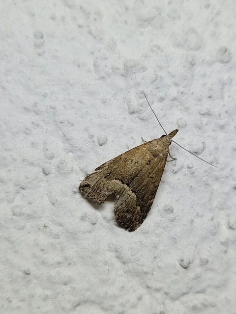 Schrankia taenialis - lomberdei karcsúbagoly