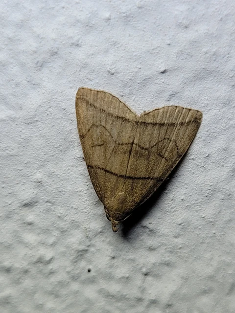 Herminia grisealis - ligeti karcsúbagoly