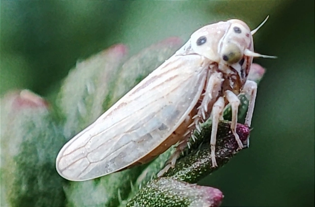 Austroagallia sinuata