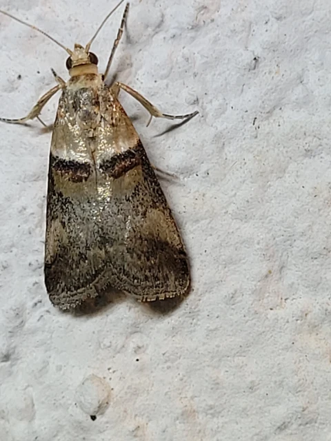 Acrobasis tumidana - bordás karcsúmoly