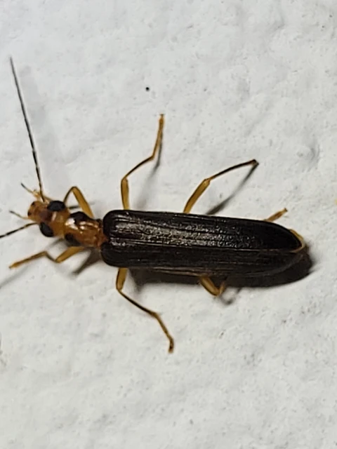 Nacerdes carniolica - karnóliai álcincér
