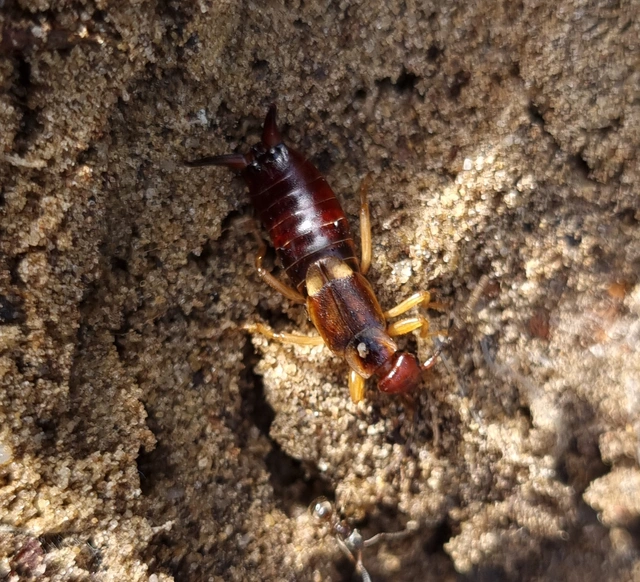 Forficula auricularia - közönséges fülbemászó