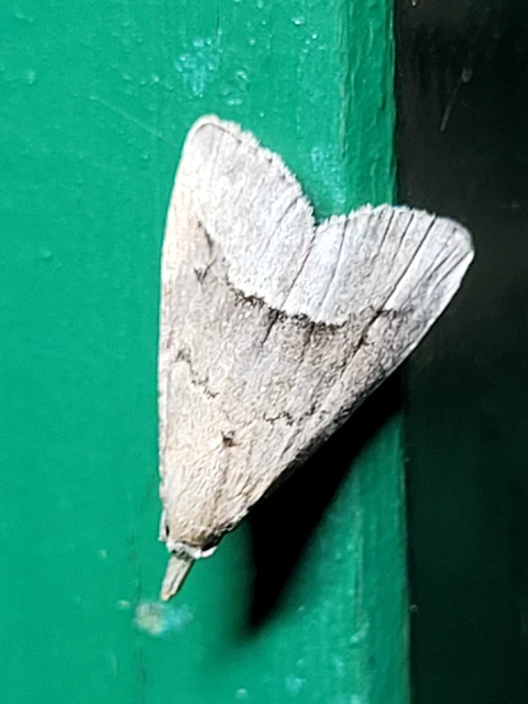 Schrankia taenialis - lomberdei karcsúbagoly