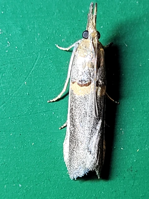 Etiella zinckenella - akácmoly