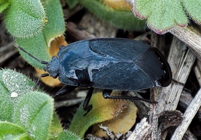 Aellopus atratus - cigánybodobács