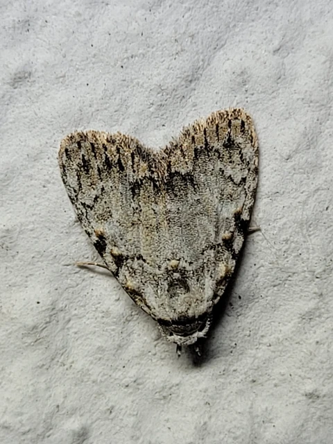Meganola strigula - hamvas pamacsosszövő
