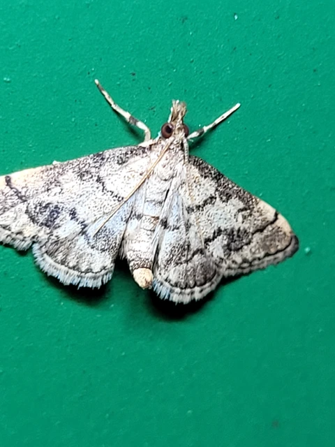 Metasia ophialis - kígyósávos tűzmoly