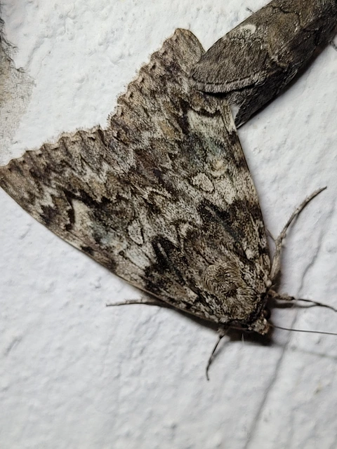 Catocala promissa - kis tölgyfa-övesbagoly