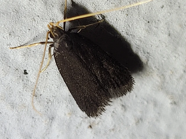 Lecithoceridae - hindumolyfélék