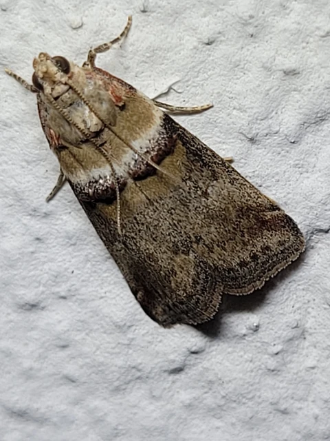 Acrobasis tumidana - bordás karcsúmoly