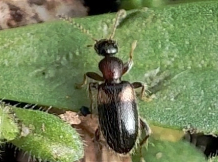 Hirticollis hispidus - szőrös fürgebogár