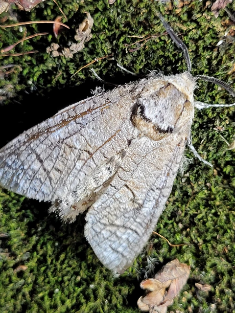 Cossus cossus - fűzfarontólepke