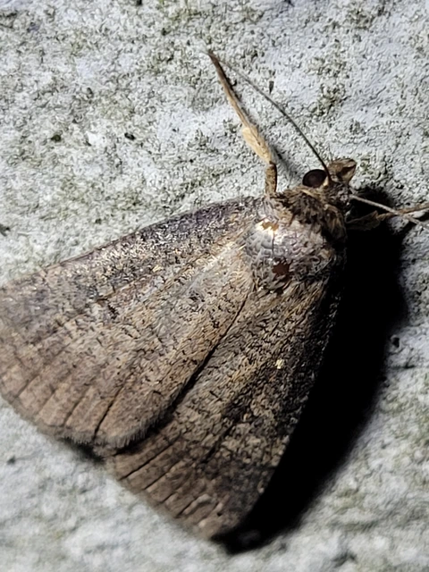 Lygephila procax - fekete csüdfűbagoly