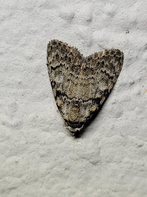 Meganola strigula - hamvas pamacsosszövő