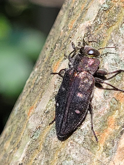 Chrysobothris affinis - aranypettyes díszbogár