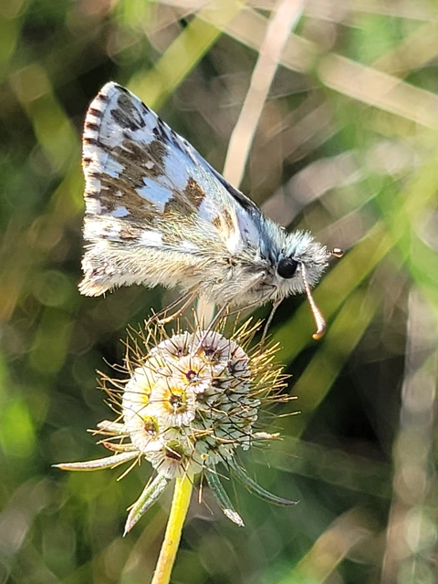 Pyrgus armoricanus - feles busalepke