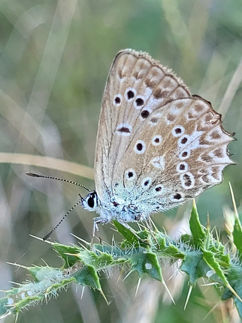 Polyommatus daphnis - csipkés boglárka