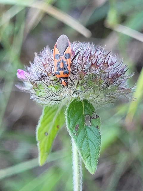 Corizus hyoscyami - piros karimáspoloska