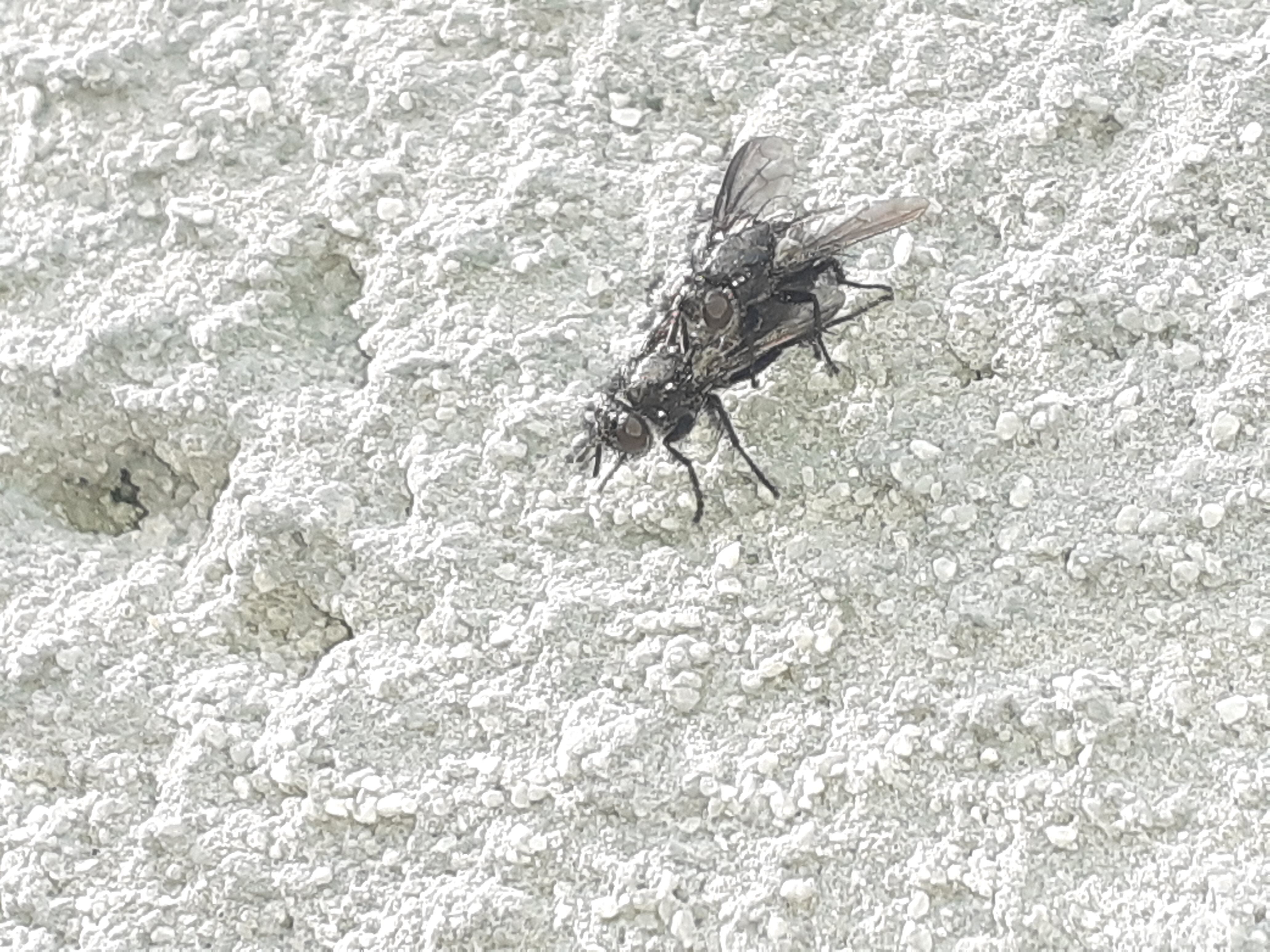 Wagneria cunctans