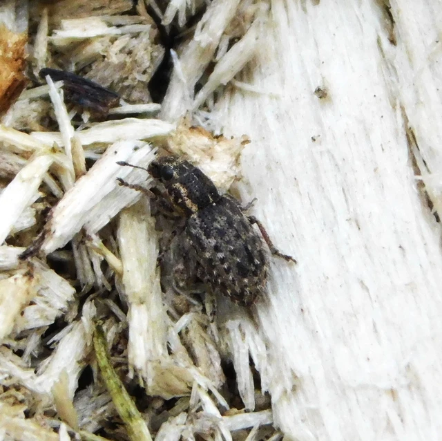 Sitona hispidulus - szőrös csipkézőbogár