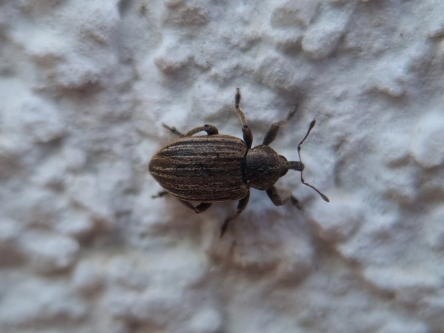 Hypera striata - sávos pikkelyesormányos