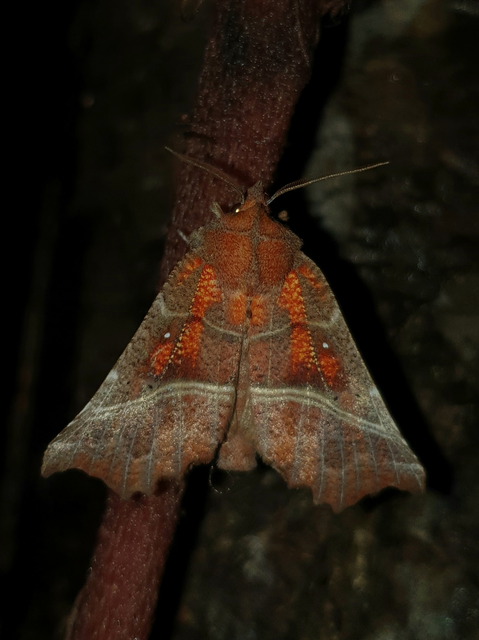 Scoliopteryx libatrix - vörös csipkésbagoly