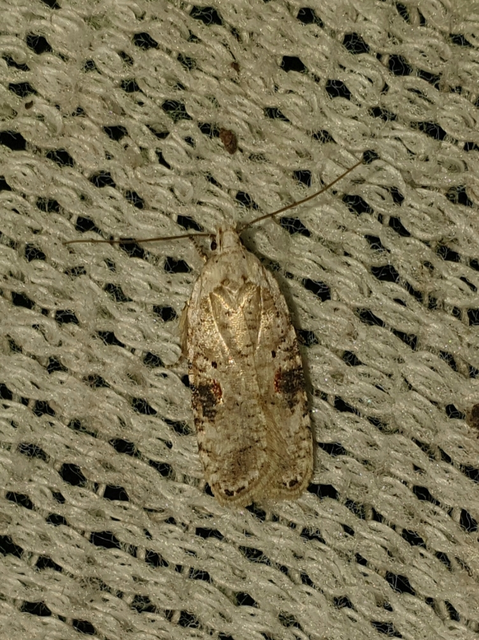 Agonopterix alstromeriana - bürök-laposmoly