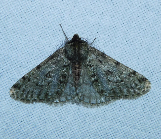 Apocheima pilosaria - zöldes tavasziaraszoló