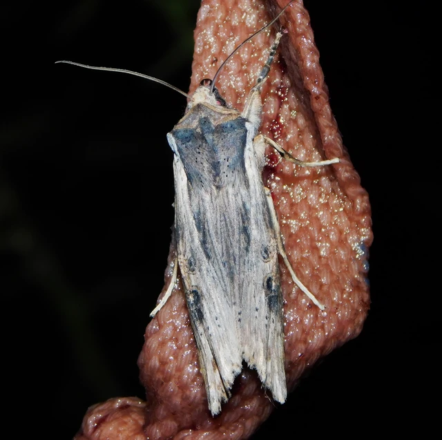 Xylena exsoleta - szürke fabagoly