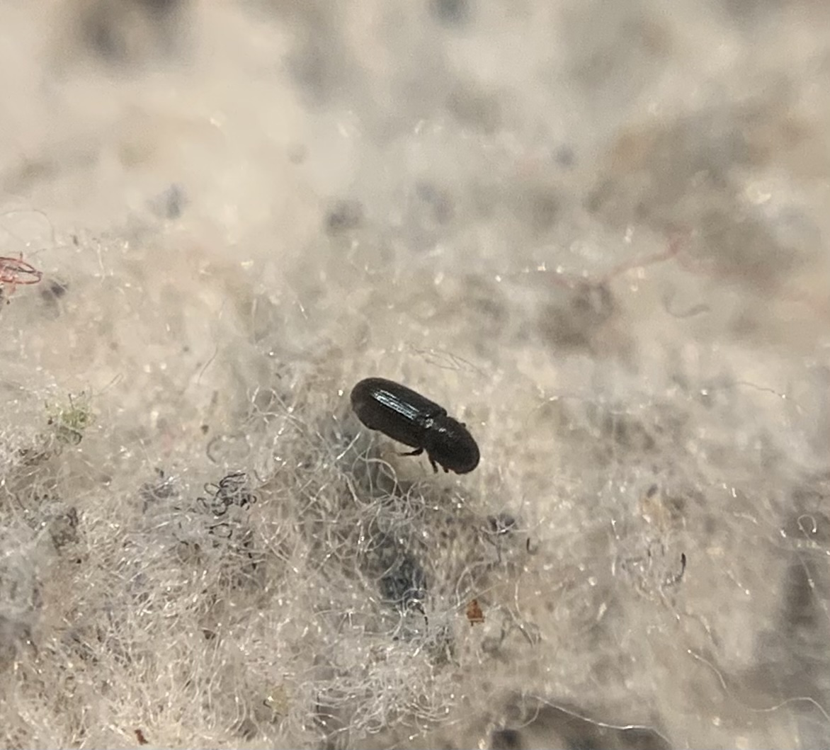 Crypturgus pusillus - parányi fenyőszú