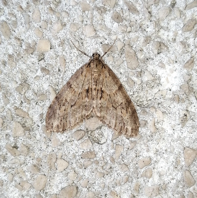 Trichopteryx polycommata - kőrisfa-lebenyesaraszoló