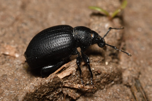 Otiorhynchus catenulatus - gyászos gyalogormányos