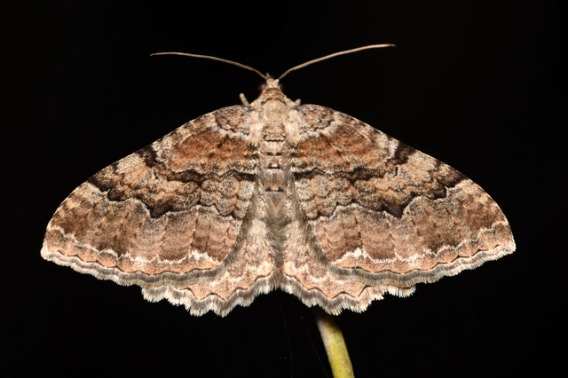 Hydria cervinalis - őzbarna araszoló