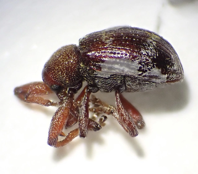 Anthonomus Anthonomus