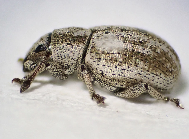 Centricnemus leucogrammus - kis kendermagbogár Centricnemus leucogrammus - kis kendermagbogár