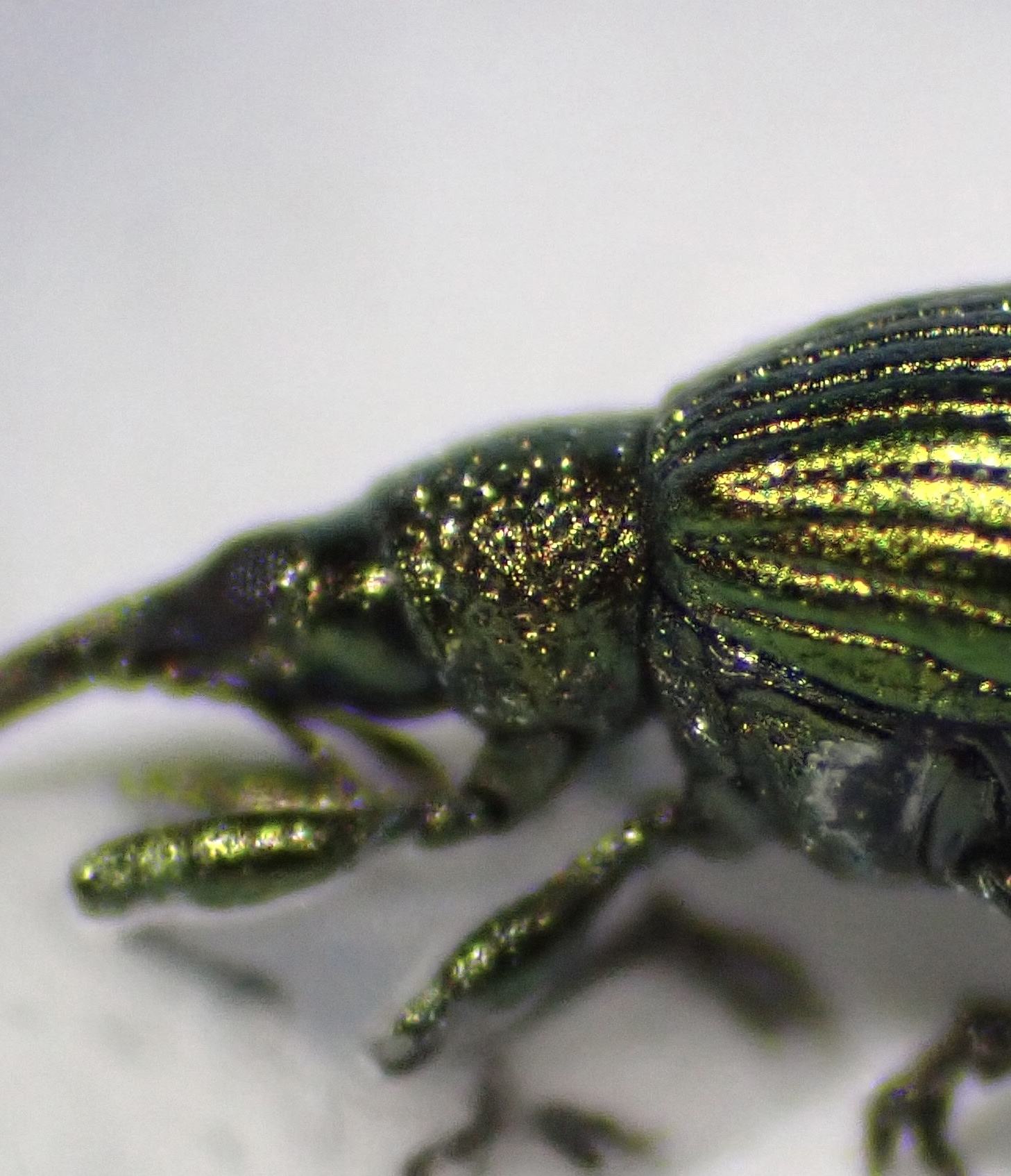 Pseudoprotapion ergenense - aranyoszöld cickány-ormányos