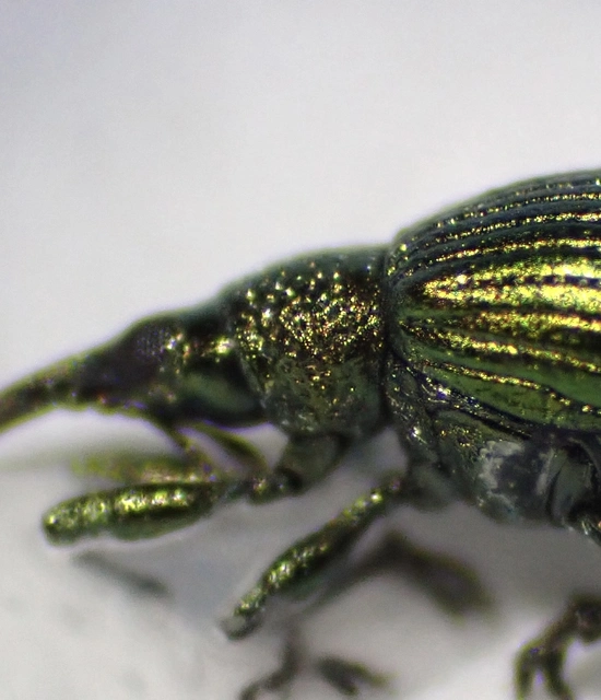 Pseudoprotapion ergenense - aranyoszöld cickány-ormányos