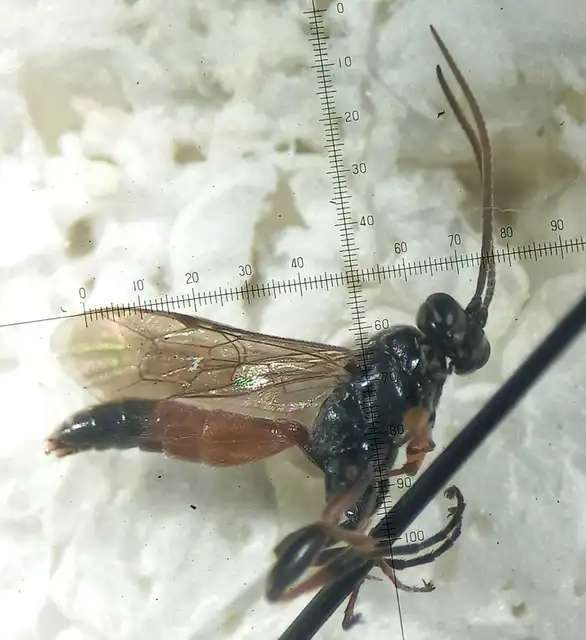 Barichneumon