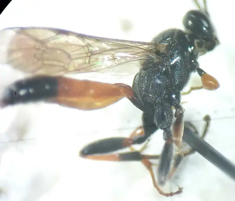 Barichneumon