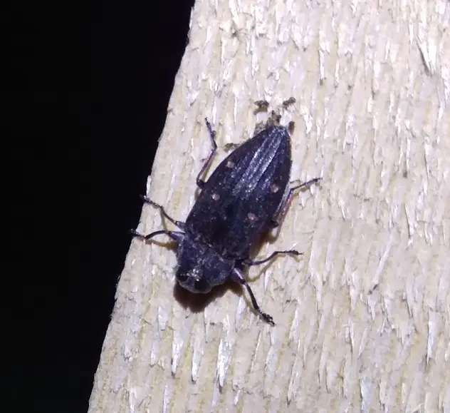 Chrysobothris affinis - aranypettyes díszbogár