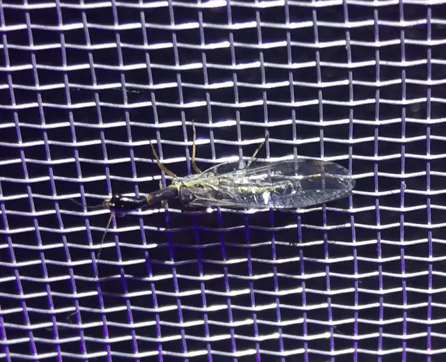 Raphidioptera - Tevenyakú-fátyolkák