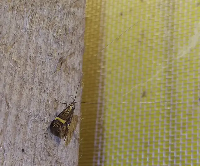 Nemophora degeerella - pompás tőrösmoly