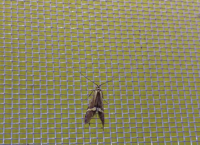 Adelidae - hosszúcsápú-tőrösmolyfélék