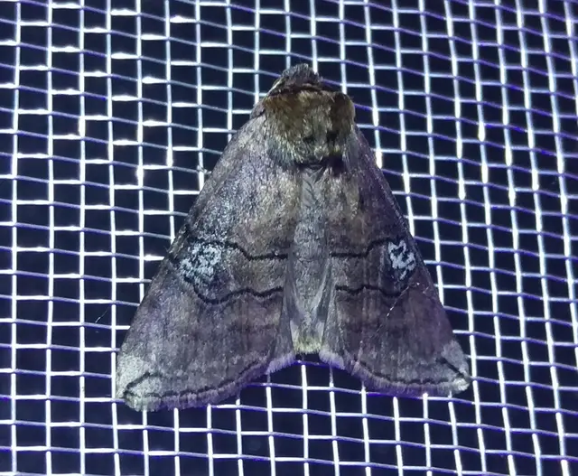 Tethea ocularis - pápaszemes pihésszövő