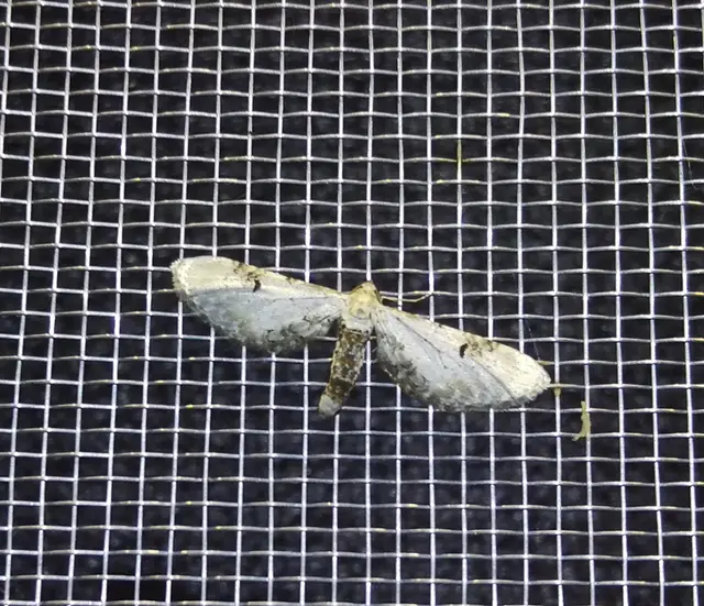 Eupithecia centaureata - búzavirág-törpearaszoló