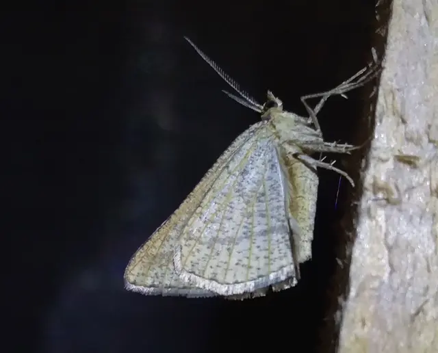 Tephrina arenacearia - lucerna-araszoló